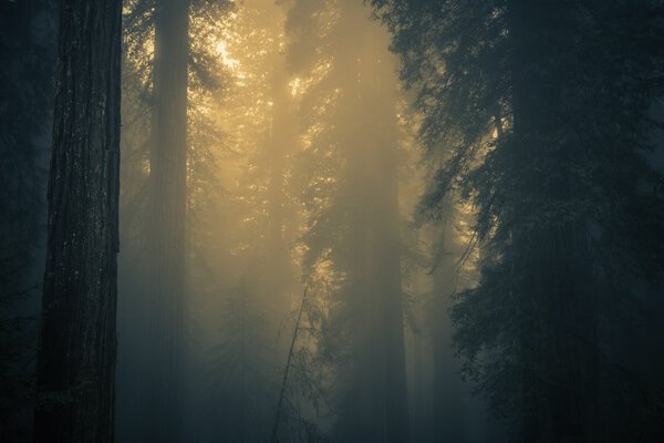 Fog in Redwood Forest. California Coastal Fog, United States.