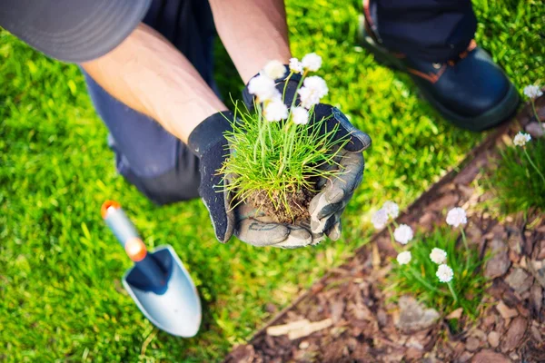 Trädgårdsmästare återplantering blommor — Stockfoto