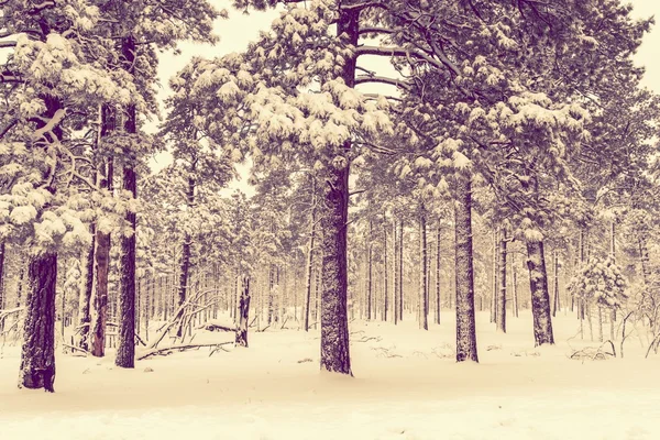 Winter forest vista — Stockfoto
