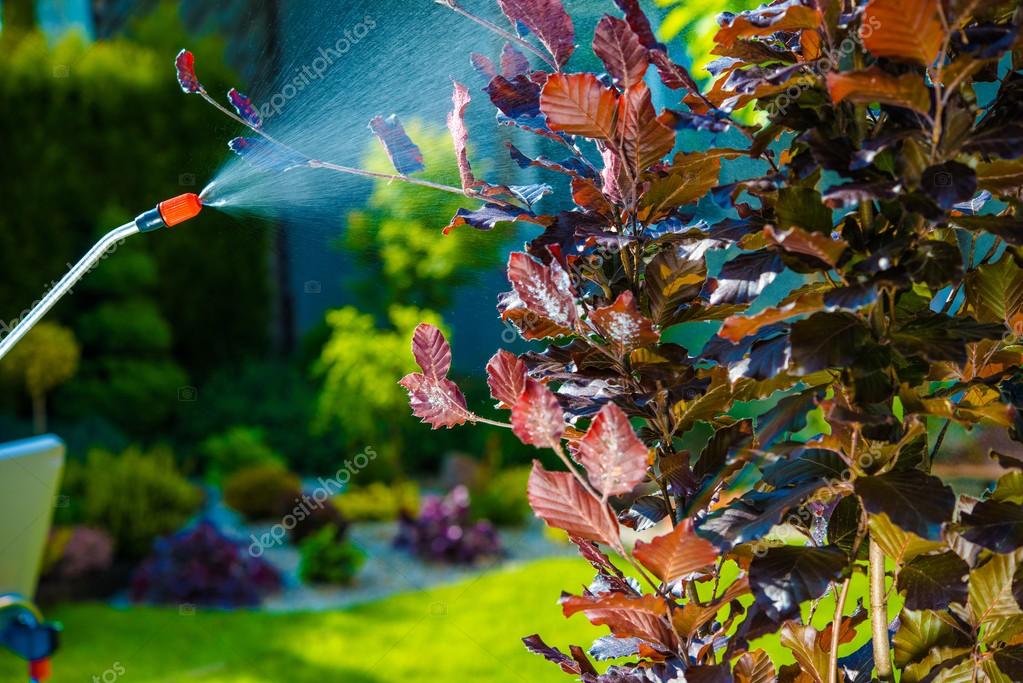Garden Pest Control Spray Stock Photo By Welcomia 75574141 Garden Pest Control Spray Stock Photo, Garden Pest Control Spray