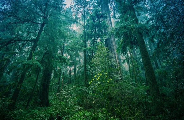 Αμερικανική βορειοδυτική τροπικό δάσος — Φωτογραφία Αρχείου