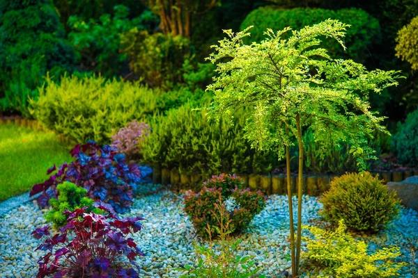 Backyard Garden Closeup — Stock Photo, Image