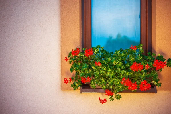 Çiçek açan pencere çiçekler — Stok fotoğraf