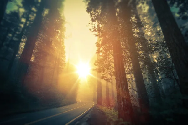 Viagem de carro de Redwood de Califórnia — Fotografia de Stock