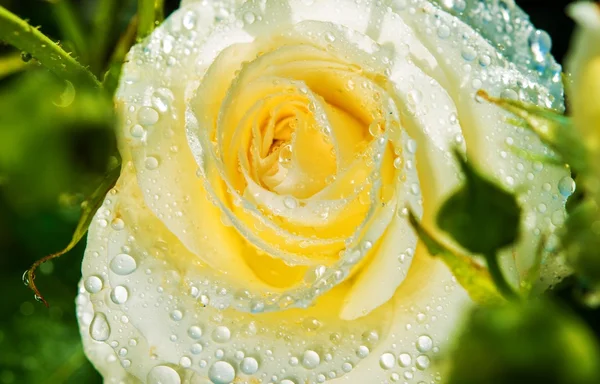 Rosa blanca después de la lluvia —  Fotos de Stock