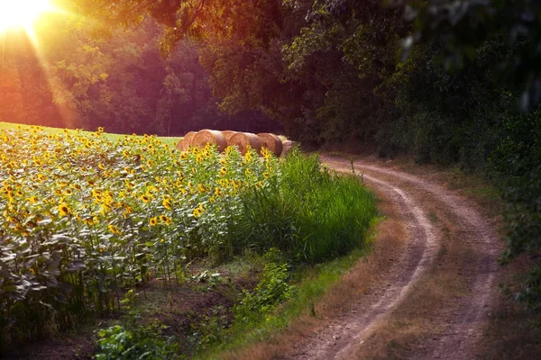 Countryside Forest Road — Stock Photo, Image