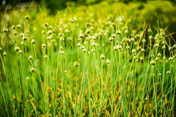 Cebollino en flor — Foto de Stock