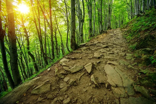 岩石的森林步道路径 — 图库照片