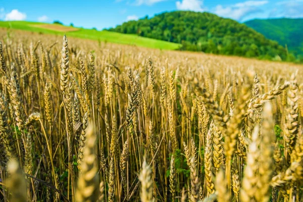 Campo de centeno en Polonia — Foto de Stock