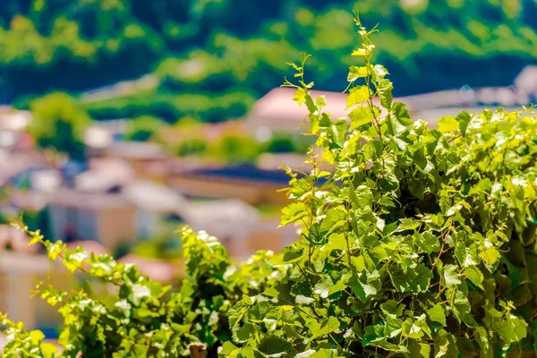 Kebun anggur Swiss — Stok Foto