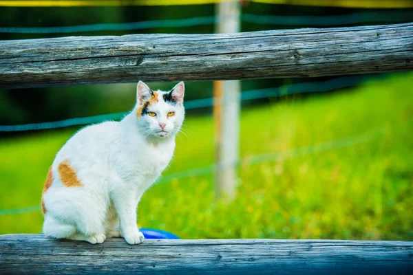 Chat blanc sur le tronc de bois — Photo