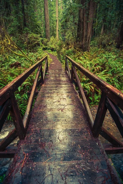 Puente de madera Trail — Foto de Stock