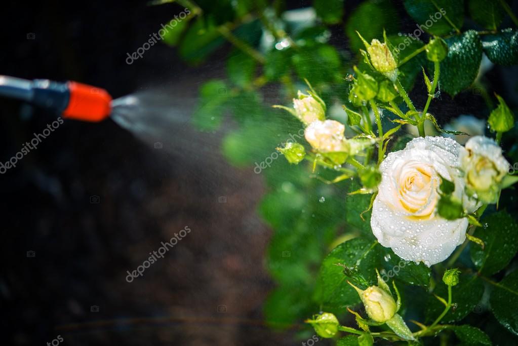 Flowers Pest Control Spraying — Stock Photo © 80433664