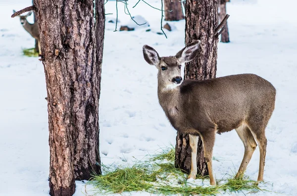 겨울에 어린 사슴 — 스톡 사진