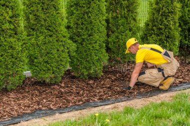 Bir bahçıvan yerde diz çöküyor, bitkilerin etrafına gübre saçıyor. Parlak güneş ışığı altında yemyeşil bir bahçede..