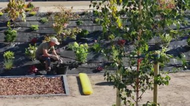 Bir insan, aydınlık ve sıcak bir öğleden sonra yeni bir büyüme ve toprakla dolu bir halk bahçesinde bitki yetiştirme eğilimindedir..