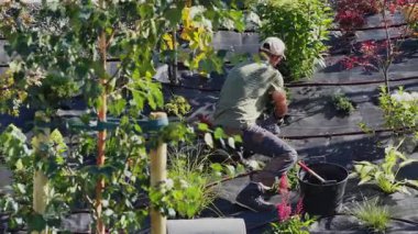 Bir insan araç gereç kullanırken ve toprağı yönetirken bir şehir bahçesinde bitki yetiştirme eğilimindedir..