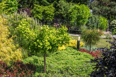 Bitkiler ve ağaçlar baharda bir bahçeyi yeşil ve renkli çalılarla doldurur..