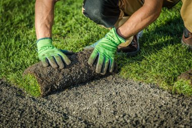 A worker lays down fresh sod on a garden area while wearing gloves in bright light.
