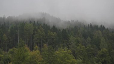 Slovenya ormanındaki ağaçları sabah saatlerinde yoğun bir sis kaplıyor. Doğa sisle kaplıdır..