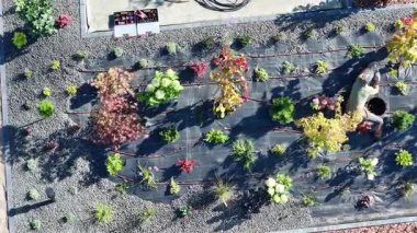 Parlak güneş ışığı altında bitkilerle dolu bir bahçe yatağında çalışan bir insan. Sulama Sistemi Kurulumu.