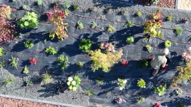 Bir bahçıvan bitkilerle ilgilenir ve sulama sistemi kurar. Bölge pek çok yeşillik ve çiçekle dolu..