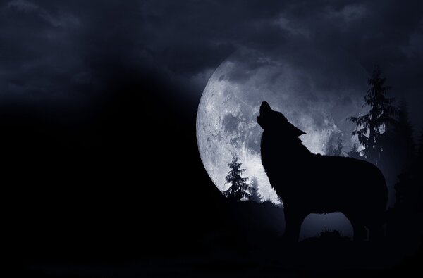 Howling Wolf Background Stock Image