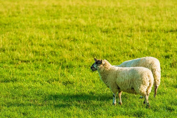 Programmering fungerar konceptet — Stockfoto