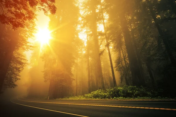 Redwood Foggy Sunset — Stock Photo, Image