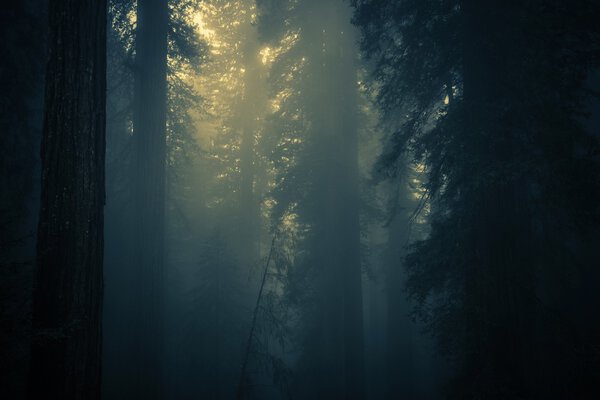 Spooky Dense Forest Fog. Coastal Redwood Forest Covered by Fog. Northern California, United States.