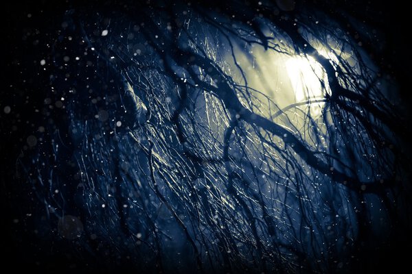 Winter Weather Background. First Snow at Night. Lonely Tree Branches in the Dark and Falling Snowflakes. Dark Blue Color Grading.
