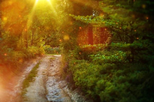 Misteriosa strada forestale — Foto Stock