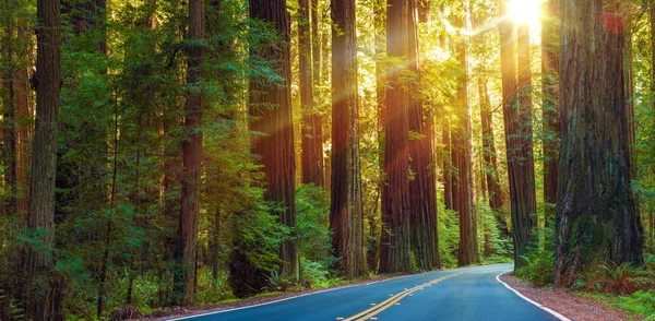 Famosa rodovia Redwood — Fotografia de Stock