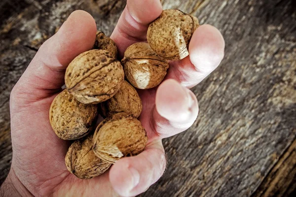 Dried Walnut in Farmer Hand — Stock Photo, Image