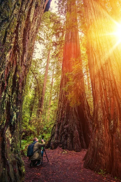 Nature Photographer in Redwood — Stock Photo, Image