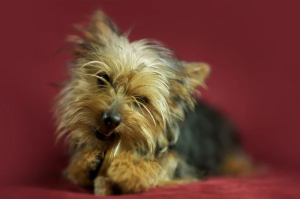 Puppy Dog Silky Terrier — Stock Photo, Image