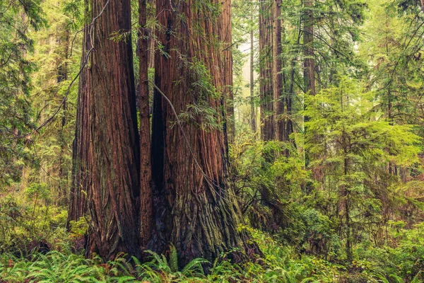 Kust redwood bos — Stockfoto