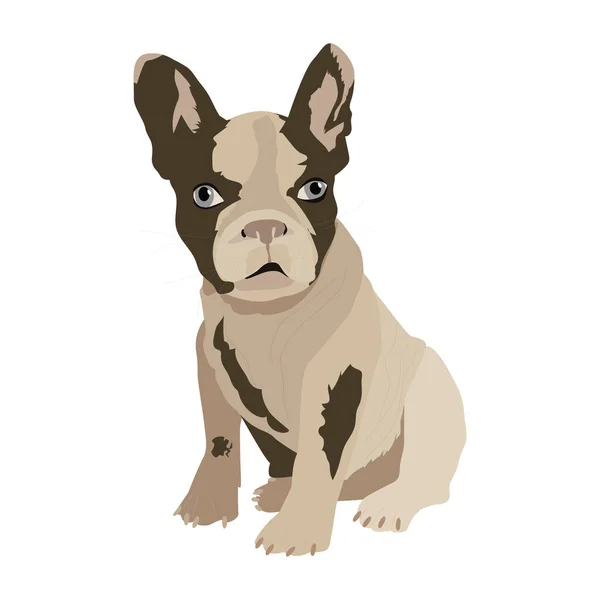 Dog French Bulldog vector flat illustration on white. hand drawing — Stock Vector