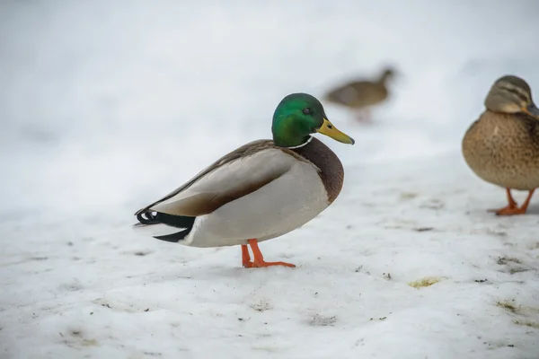 Anka på isen på vintern — Stockfoto