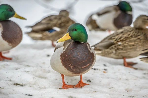 Anatra sul ghiaccio in inverno — Foto Stock