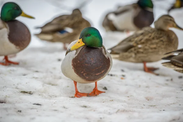 Pato en el hielo en invierno — Foto de Stock