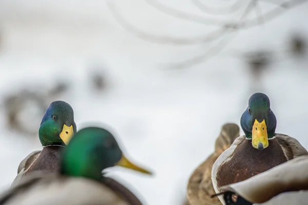 Anatra sul ghiaccio in inverno — Foto Stock