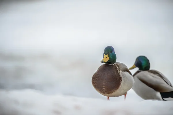 Anka på isen på vintern — Stockfoto