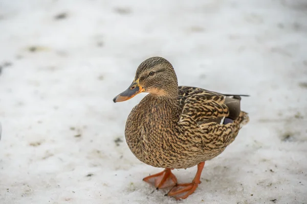 Pato no gelo no tempo de inverno — Fotografia de Stock