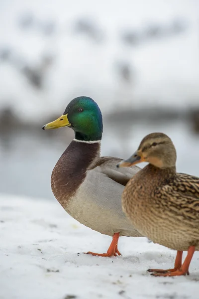 Pato no gelo no tempo de inverno — Fotografia de Stock