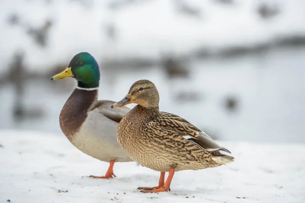 Kış döneminde buz üzerinde ördek — Stok fotoğraf