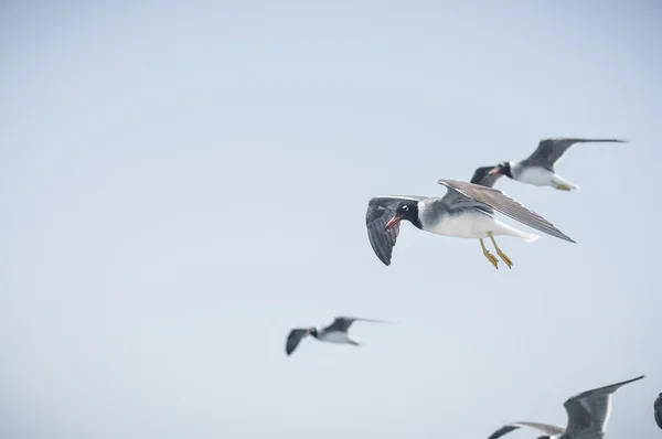 Meeuwen — Stockfoto