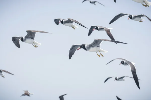 Gaviotas — Foto de Stock