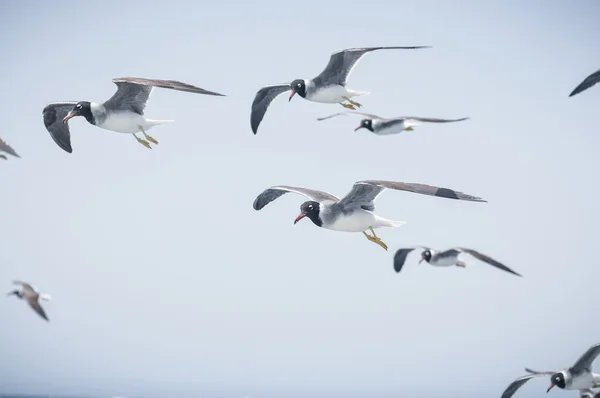 Gaviotas — Foto de Stock