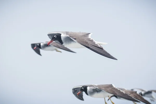 Meeuwen — Stockfoto